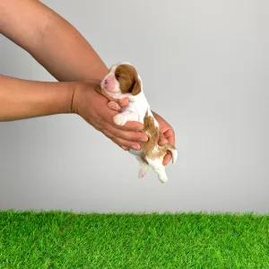 Cavalier King Charles Spaniel - Joy