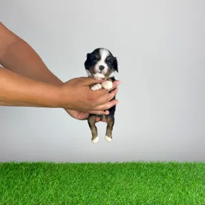 Cavalier King Charles Spaniel - Veritas