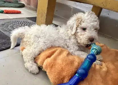 Lagotto Romagnolo - Sally Scull
