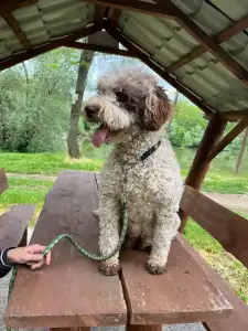 Wasserhund der Romagna - Abavár