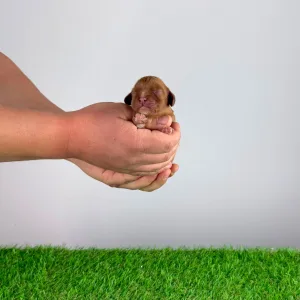 Cavalier King Charles Spaniel - Jay-Jo