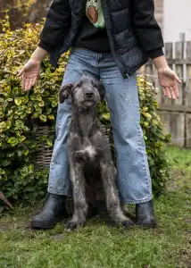 Irish Wolfhound - Bobert