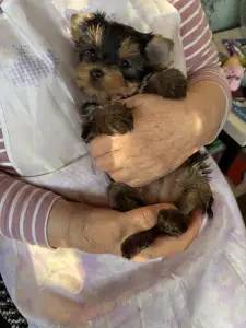 Yorkshire Terrier - Kira