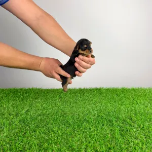 Yorkshire Terrier - Pando