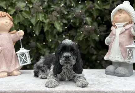 Amerikai cocker spániel - Dream Of Moonlight 