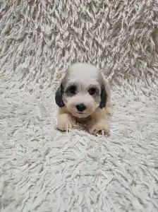 Havanese - Monty