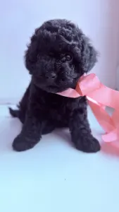 Той-пудель - Redginia Royal Legend Of The Kanis