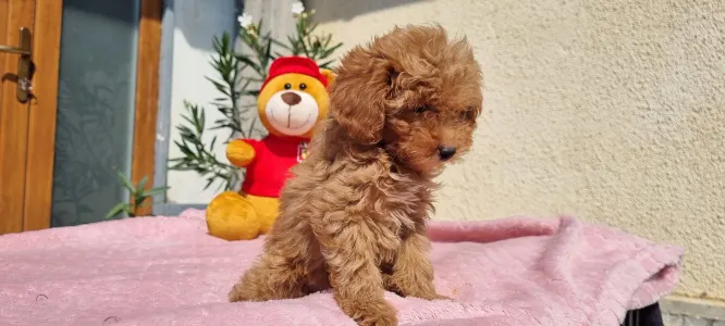 Caniche Toy - Cuki