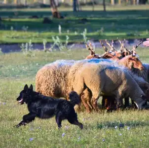 Kuvasz - Vesszőshalmi