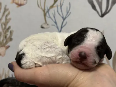 Spanischer Wasserhund - Egyszer Volt Hol Nem Volt