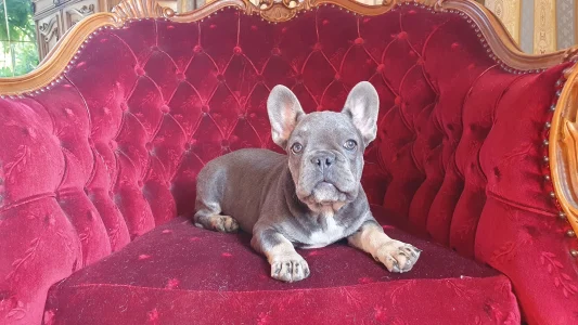 French Bulldog - Marcipán