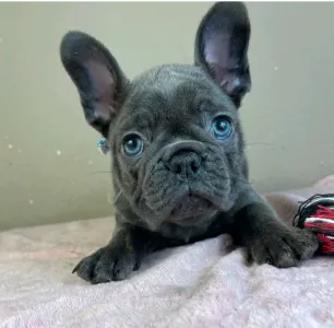 Francia bulldog - Joe