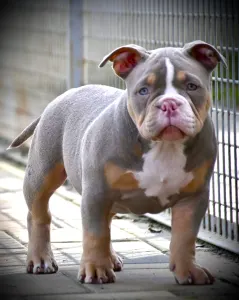 l'American Bully - Pocket - Lilly