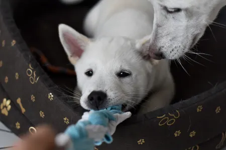 Kishu - Aki Bílý Pes Ze Strakonic