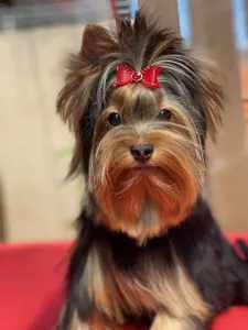 Yorkshire Terrier - Vasco