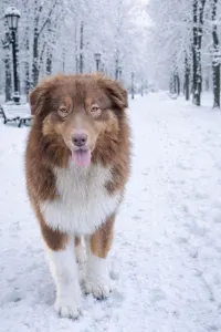 Ausztrál juhászkutya - Khryzantema 