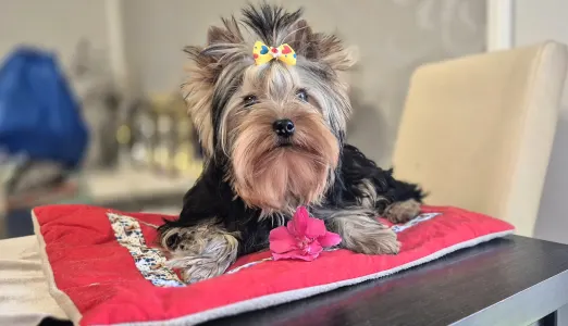 Yorkshire Terrier - Jingle Bell Of Midsummer Nights Miracle