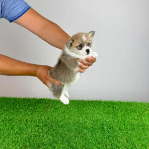 Welsh Corgi Pembroke - Cosima