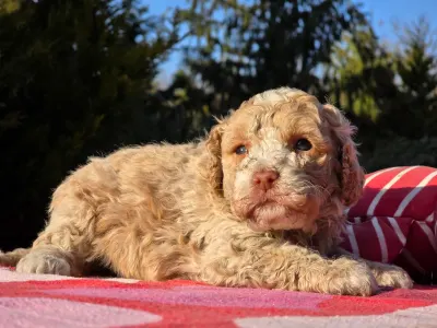 Cavapoo - Figo