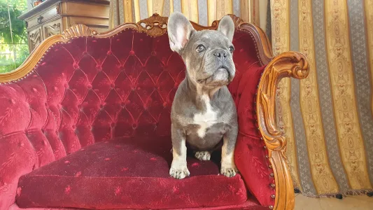 French Bulldog - Marcipán