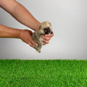 Pomeranski špic - Argo