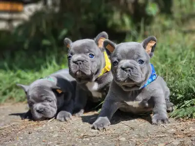 Bouledogue français - Pubi
