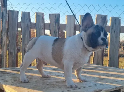 Bulldog francez - Igor "folti"