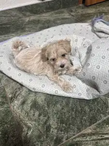 Maltipoo - Boni