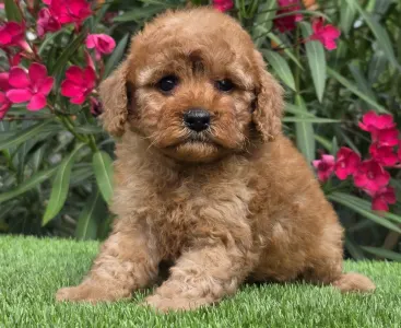 Cavapoo - Johanna
