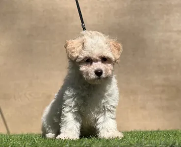 Maltipoo - Neela