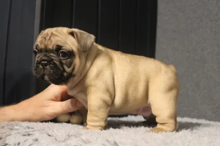Buldog francuski - Elmo