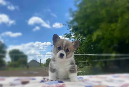 Pembroke Welsh Corgi - Charlotte