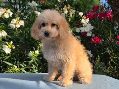 Cavapoo - Frakk