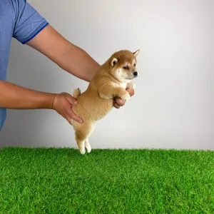 Shiba Inu - Infinity 