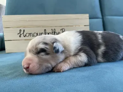 Australian Shepherd - Honour For The Brave....