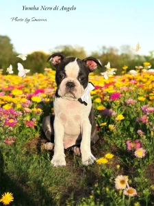 Boston Terrier - Yumba Nero Di Angelo