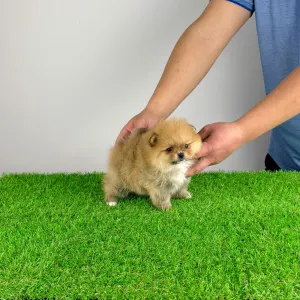German Pomeranian Spitz - Sunny