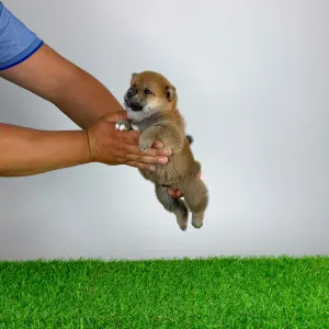 Shiba - Tako