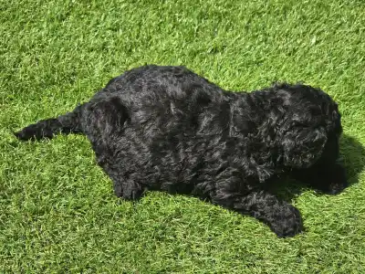 Cavapoo - Zorro