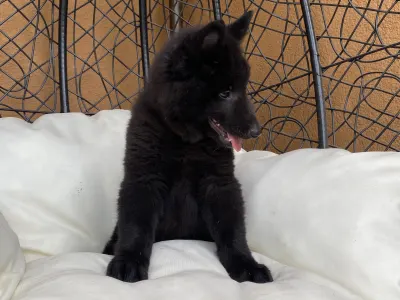 Chien de Berger Belge - Gerőcsvári Black Diamond Hanna