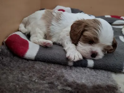 Cavalier King Charles spániel - Kaktusz
