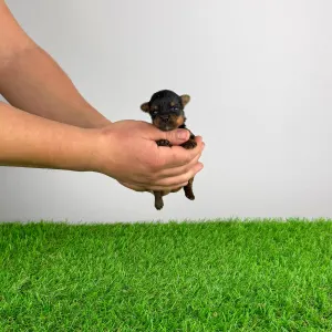 Yorkshire Terrier - Paws