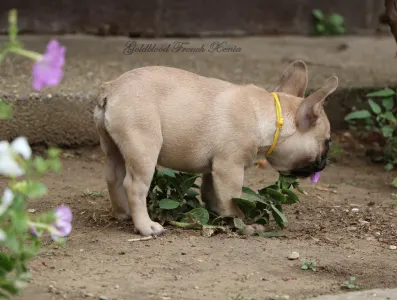 Francia bulldog - Bársonyka