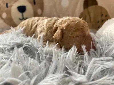 Wasserhund der Romagna - Best Hunter World Gina