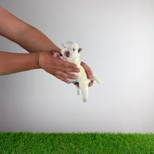 West Highland White Terrier - Just