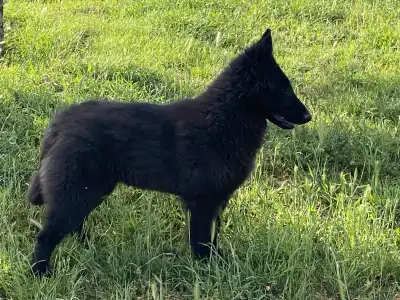 Belga juhászkutya - Gerőcsvári Black Diamond Hetty