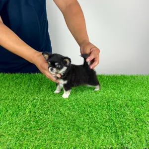 Chihuahua - Nici