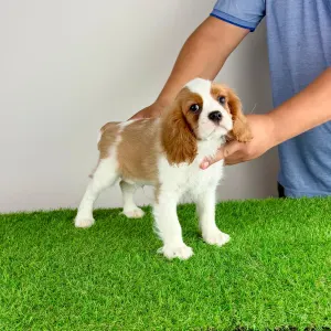 Cavalier King Charles Spaniel - Zammel