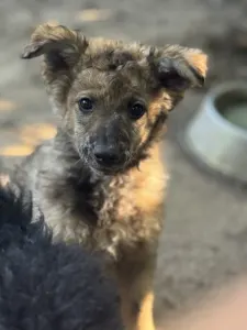 Mudi - Azúrkék-ragyogás Szikra