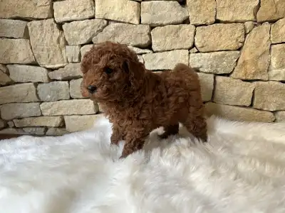 Pudel miniaturowy - Enzo